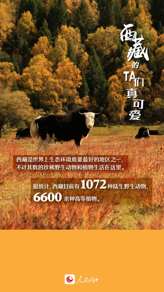 近距離觀察西藏“萌物”，走起！